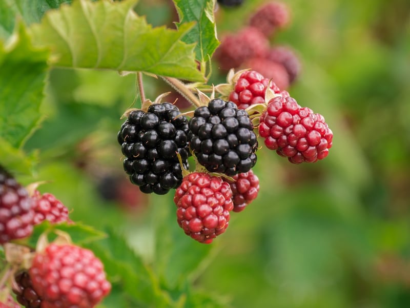Forest Berry Tart