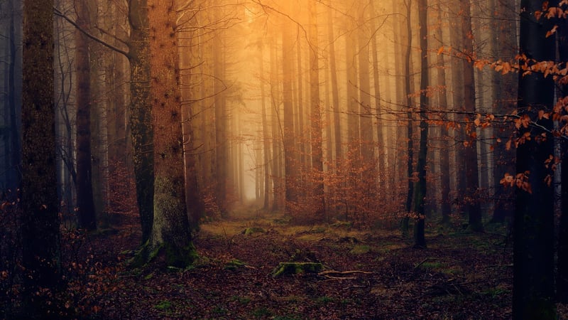 Fantasy Forest